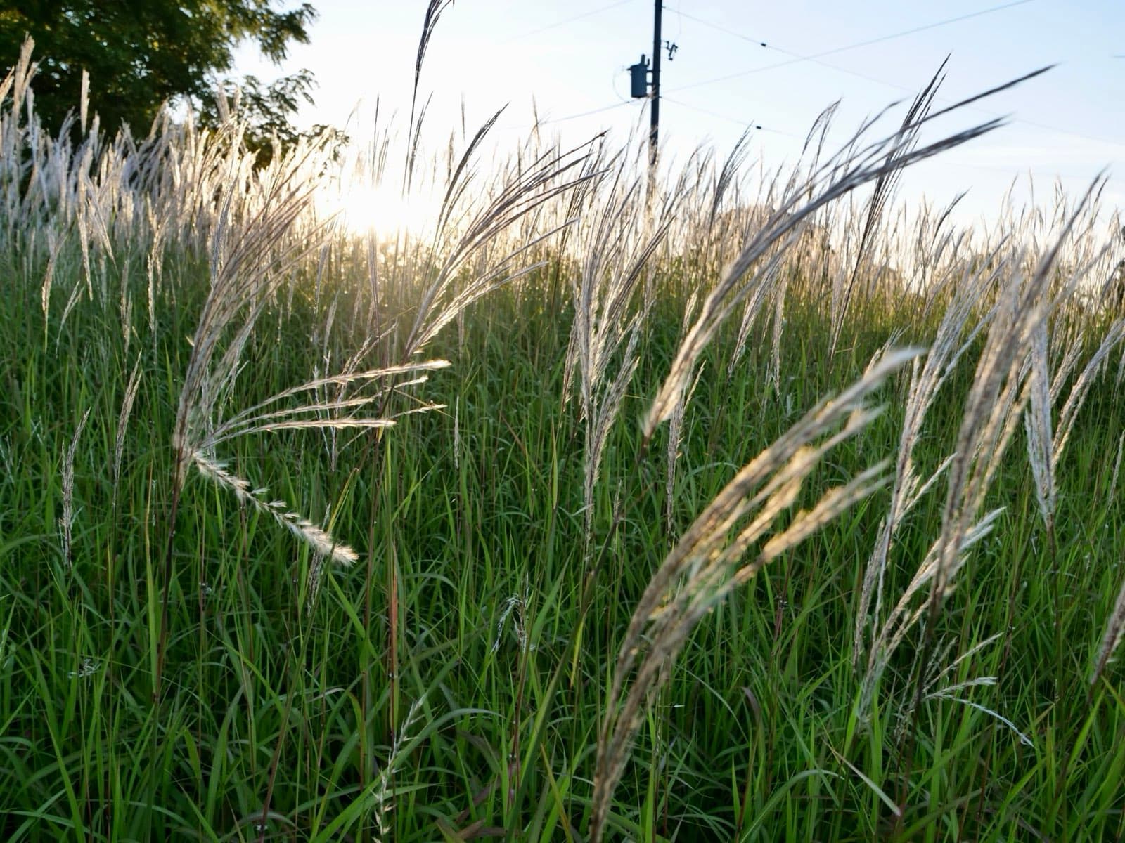 Background image showing campground scenery