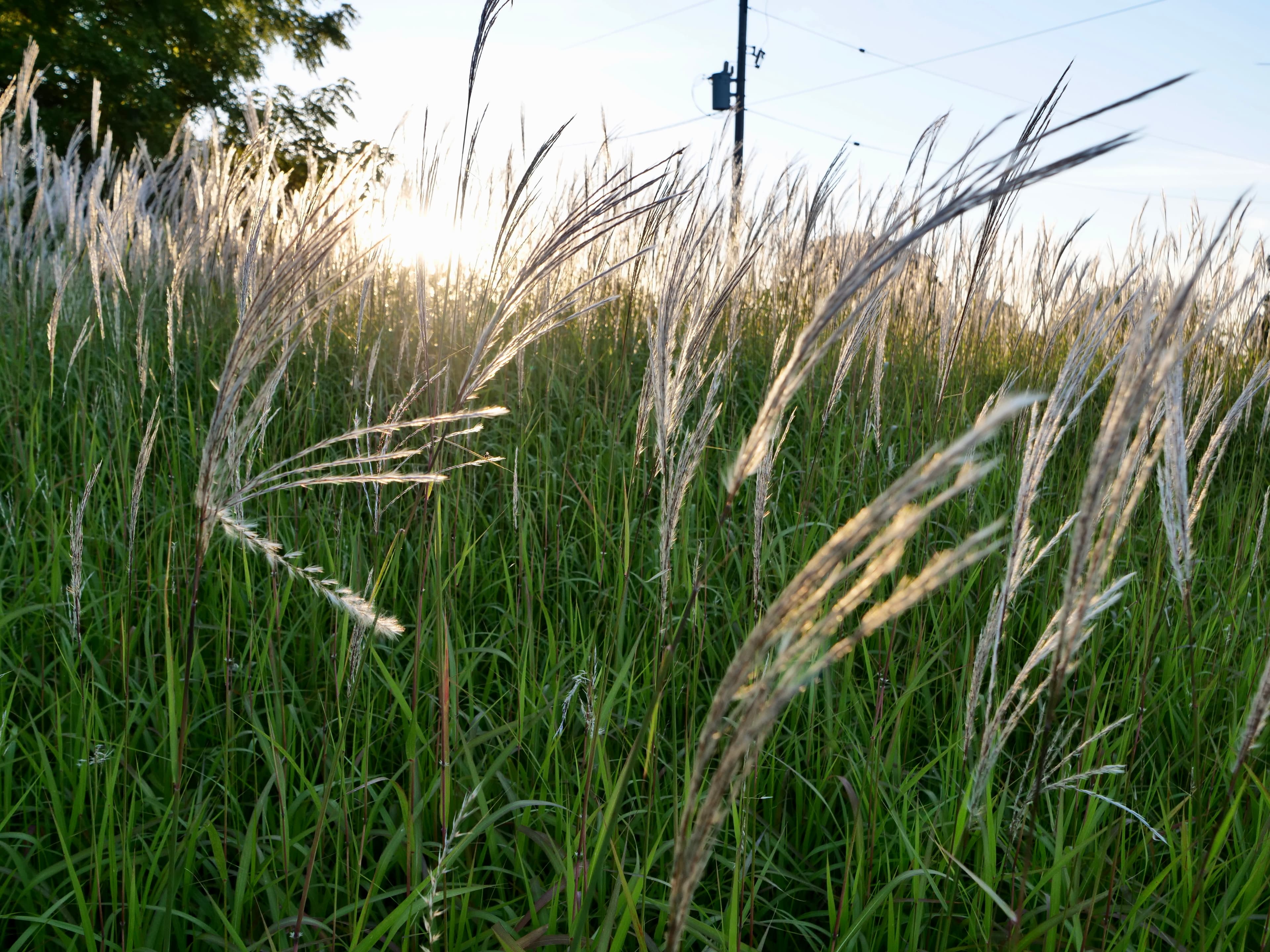 Background image showing campground scenery
