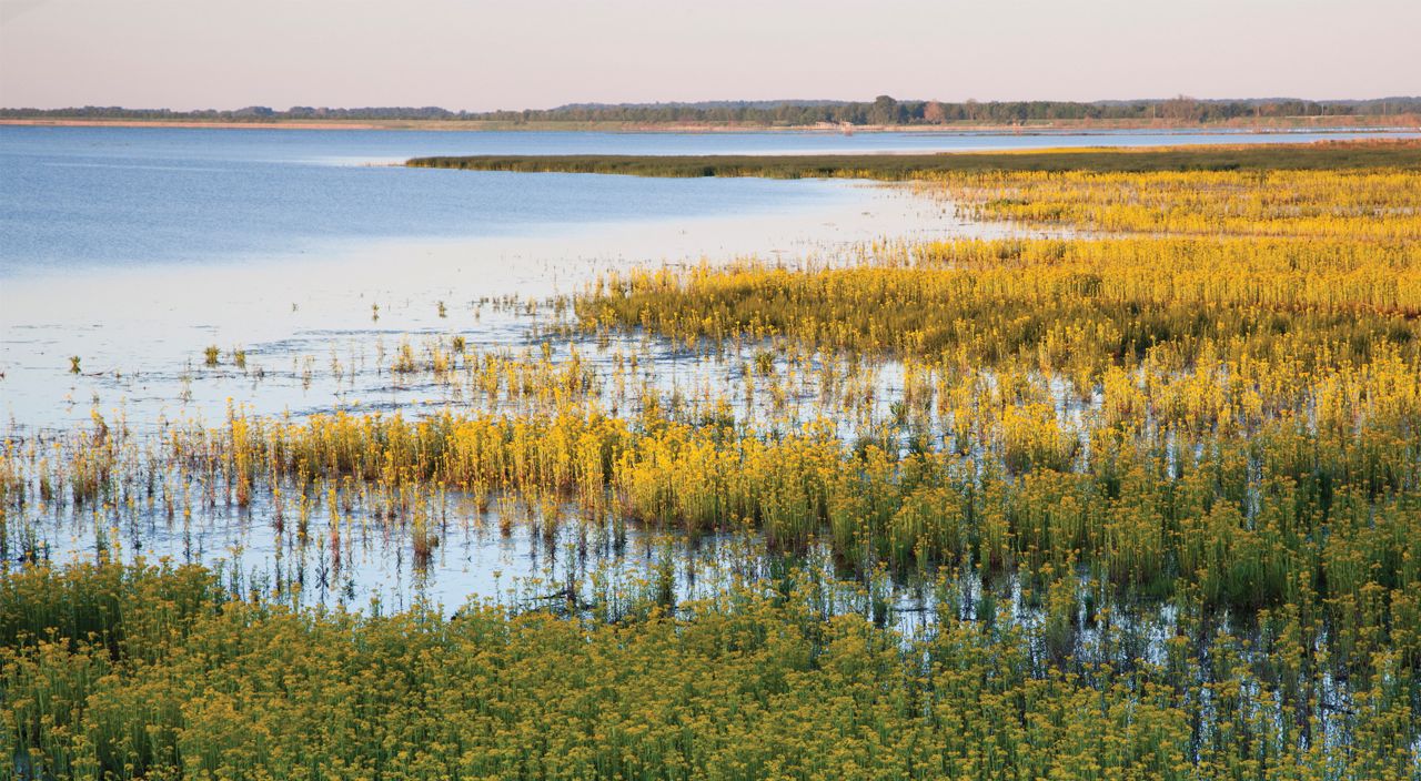 The sun setting over a body of water with greenery at Emiquon.